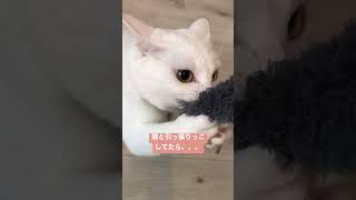 飼い主と喧嘩してると思われて超叱られる猫 #shorts #猫