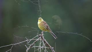 The Yellowhammer