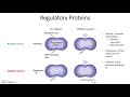 Bacterial Gene Regulation