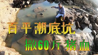 百平潮底坑半夜撒入60斤豬血，海貨老巢被大熊捅到，都快成精了