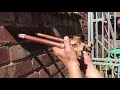 how to install a woodford model 22 outdoor hot and cold mixer tap.