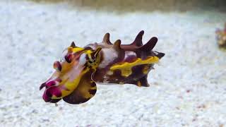 The Mesmerizing Colors of the Flamboyant Cuttlefish