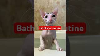 Hairless Cat Bath Routine! #shorts #sphynx #hairlesscat #cats