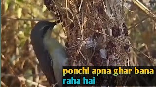 #How do sunbirds build their nests?