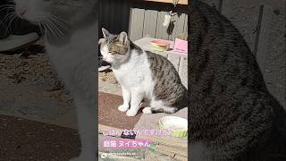 今日の #ヌイちゃん #cat #猫 2025.01.22