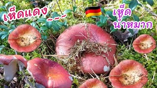 190.เก็บเห็ดแดง 🍄เห็ดน้ำหมาก 🍄 ในป่าเยอรมัน🌳🇩🇪📌