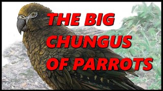 The Largest Parrot in History: Heracles inexpectatus 🦜 Prehistory in the Dark 🦜