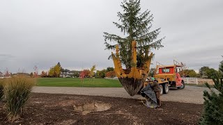 Planting Trees Around the Hartley + Huge Norway Spruce Installation! 🌳🍁🌲 // Garden Answer