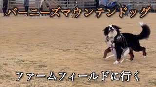 【バーニーズマウンテンドッグ】ドッグランファームフィールドに行って来た！【犬とお出掛け】【ファームフィールド】