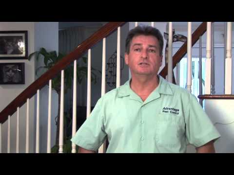 How do I get rid of fleas on my body?