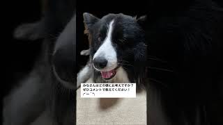 愛犬の健康に良いのは、ドッグフードと手作りご飯、どっち？みなさんのお考えをコメントで教えてください(*´ー｀*)