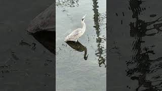 【４K映像】アオサギ　gray heron