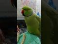 Genius💗Parrot #3098 #viral #shorts