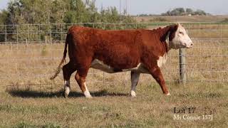 Lot 17 - Harvie Ms Connie 157J