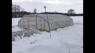 雪の中、ハウスにビニールを張りました！