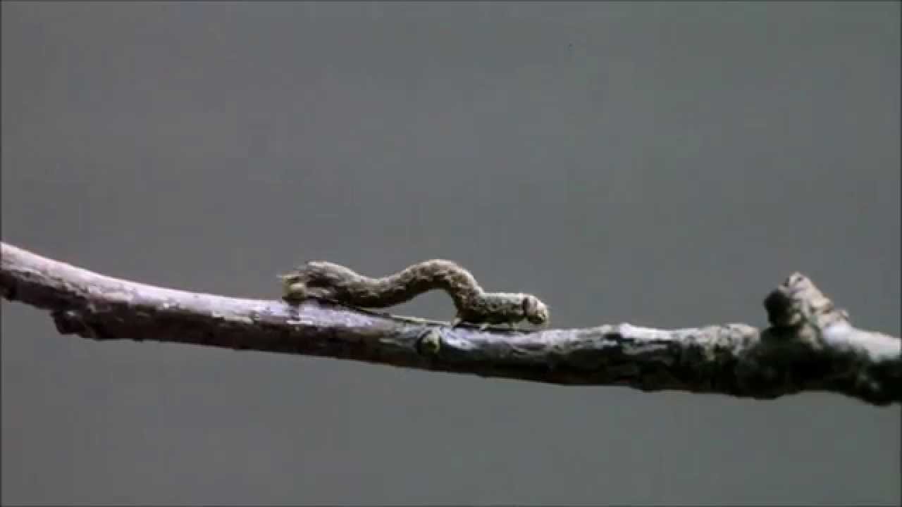 Inchworm Youtube