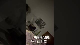 【鹦鹉玻尔】我在床上看鸟儿 鸟儿在笼子里看我