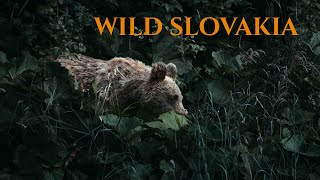 Face to Face with a Brown Bear - Bear Wildlife Photography Slovakia - Sony A1