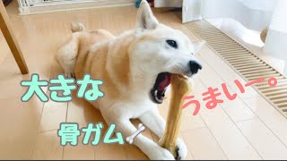 【柴犬】大きな骨ガムを食す柴犬がかわいい💕