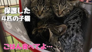 子猫4匹保護したら、色んなことが起こった！保護〜4日目まで