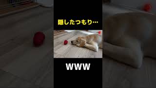 イタズラ大好きなラブラドールがイタズラを隠す瞬間 #shorts #shortvideo #いたずら