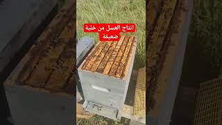 انتاج العسل من خلية ضعيفة. #تربية_النحل #العسل #bee #beeshoney #honey #عالم_النحل #honeybee