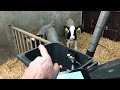 Home-made calf feeding system