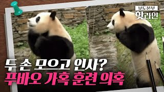 [핫라인] '인사 반복'하는 푸바오...'비밀 접객' 위한 가혹 훈련 의혹