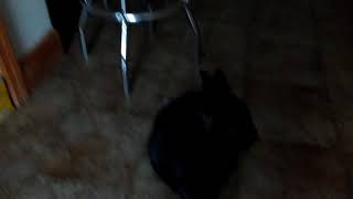 Mr. Clinton the cat provides commentary on Eli the computer guy's opinion of Linus