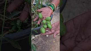 కొండ మామిడి చుడండి ఎన్ని కాయలు కాసాయో #terracegardentelugu #mango #variety #gardening #terracegarden