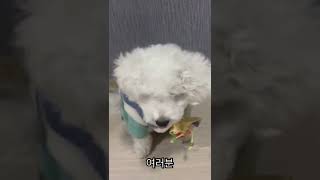 설날 인사하는 비숑 새해 복 많이 받으세요