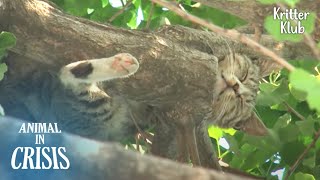 高い木に座礁した飢えた猫が食べ物を頼むが、ついに.. |危機に瀕した動物EP229