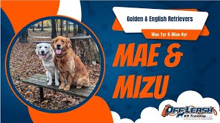 2 Dog | 2 Week Board & Train Program | Mae (English Retriever) & Mizu (Golden Retriever)