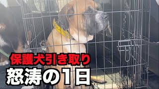 保護犬を引き取りに行った1日