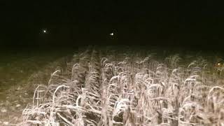 end of corn harvest 2020 DKC 5830