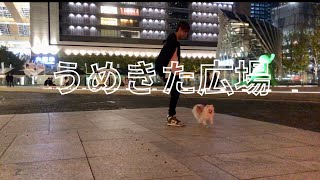 【電車でペットとお出かけ】【大阪梅田】ティアレ大喜び！#ポメラニアン#犬のいる暮らし #20代男子#愛犬と走る#ポメラニアン喜ぶ