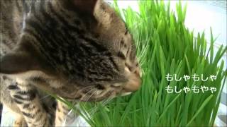 猫草を食べる猫☆Cat eating cat grass