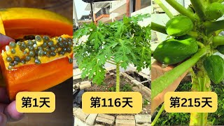 如何种木瓜! 从播种到结出果实，历时215天!