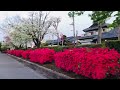 azalea flowers best viewing week tatebayashi gaokakoen hanayama pinayjapanjk tv