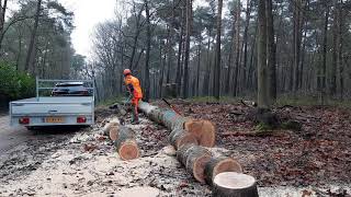 Brandhout zagen en afvoeren