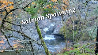 The salmon starting to spawn in the Laugunitas River ~ Early December 2024