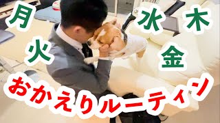 ただいま、おかえり！会社員の帰宅を一週間全力で喜ぶ犬