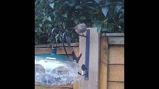 Its lovely to see a dunnock bird up close, they are beautiful little birds