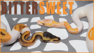 Emotional Roller Coaster Egg Cutting This Ball Python Clutch