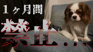 健康診断の結果…愛犬の大好きな〇〇が禁止になってしまいました