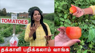 லண்டன் தோட்டத்தில் தக்காளி பறிக்கலாம் வாங்க. Tomato picking in London | Anitha Anand Tamil Vlogs