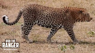 Male Leopard Chases Gnus & Gets Chased By Lioness | Lalashe Maasai Mara Safari