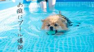 【レビュー】お庭にプールが爆誕!？ INTEXのプールで愛犬と水遊び