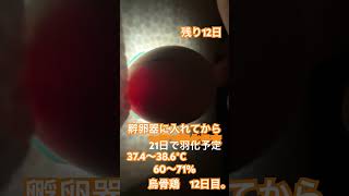 烏骨鶏　12日目　記録用。検卵してみた