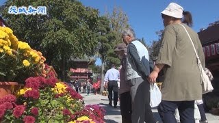 笠間の秋彩る　菊まつり